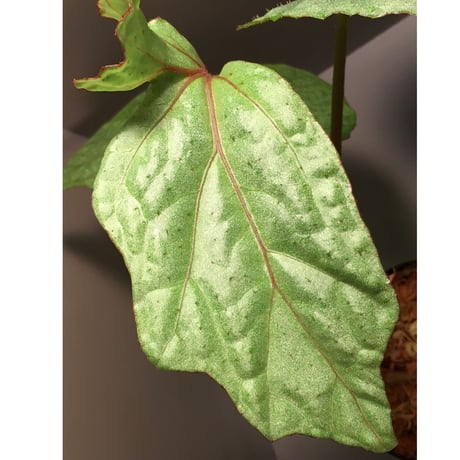 Begonia sp . from Ha Noi [TK140617]