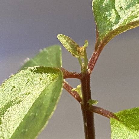 Sonerila sp. wf1 from Phang Nga Thailand [KZT]