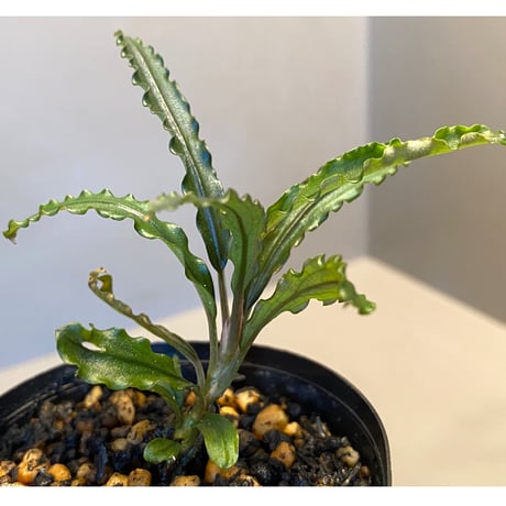 Bucephalandra sp. "MEDUSA"