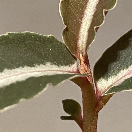 Labisia sp. from Kapuas hulu Kalimantan barat