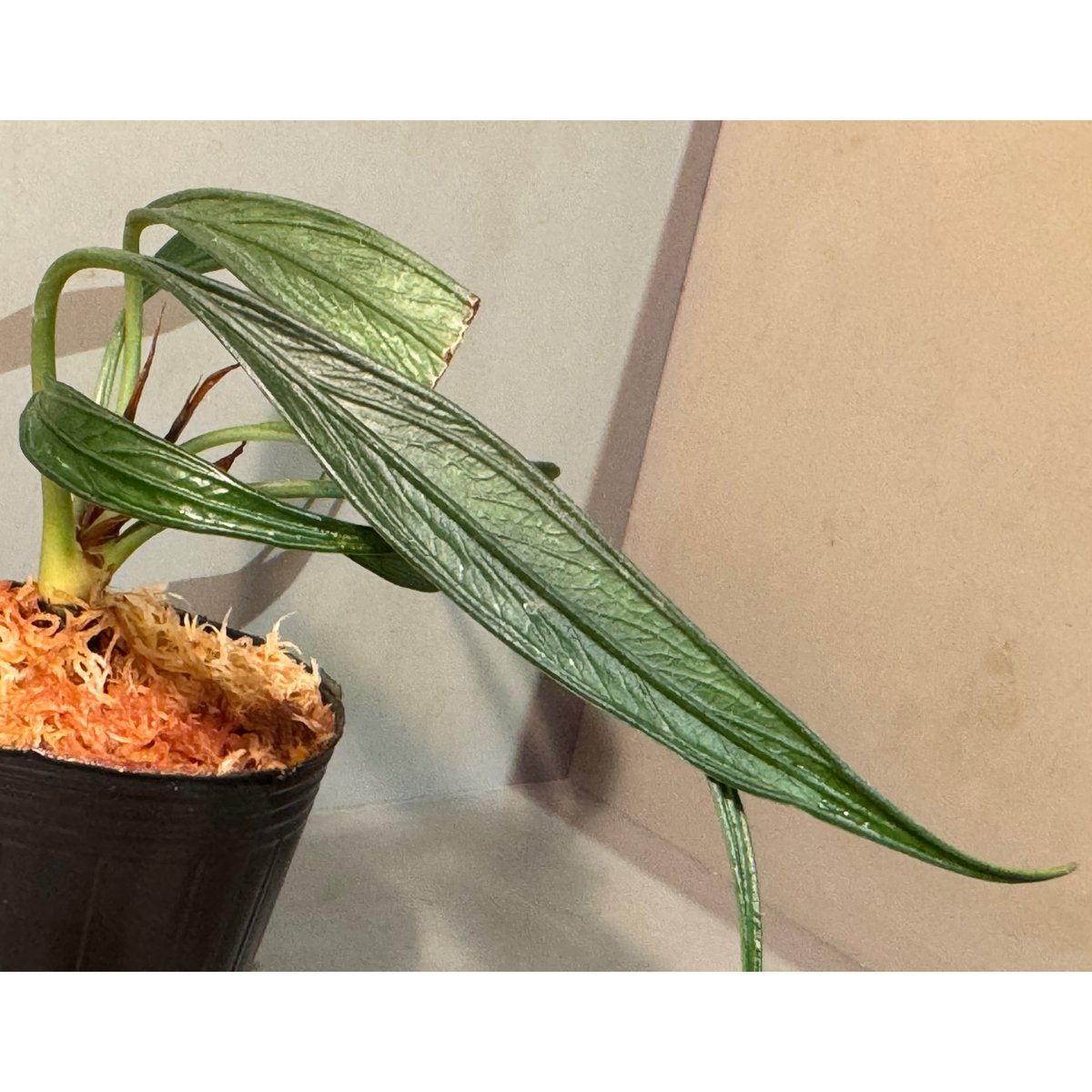 く*お様 aridarum perisai く*お様 aridarum perisai 大株) Josefia intricata (旧Aridarum