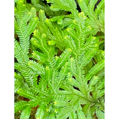 Selaginella biformis [STRINGE PLANTS]