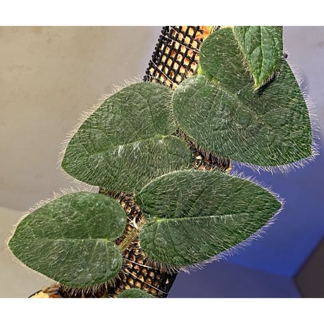 Ficus sp. from Selangor