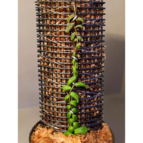 Marcgravia sp. from Colombia [LA0316-03]