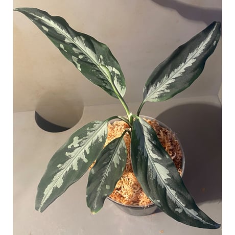 Aglaonema pictum A "しるば〜らいん" from Aceh sumatera [LA0217-04]