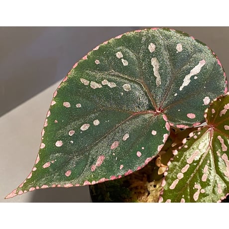 Begonia roseopunctata fromPakan Malaysia Sarawak [RIO]