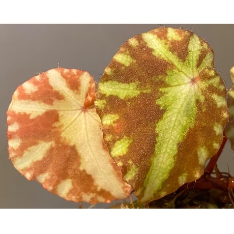 Begonia cleopatrae