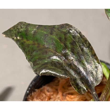 Cryptocoryne nurii "Lga-9" Pulau Lingga [HW0622-14]