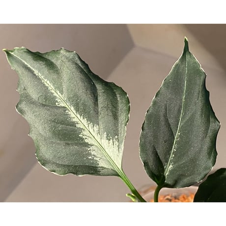 Aglaonema pictum "BB4.5th" BNN from Sibolga timur [AZ0617-43] No4