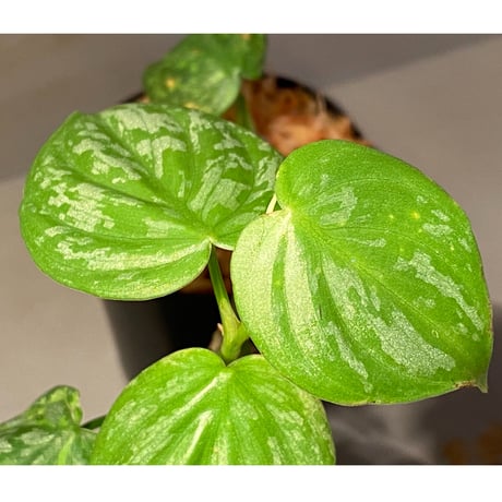 Philodendron sp. from Iquitos Peru [tanakay]