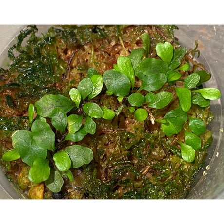 Microgramma heterophylla