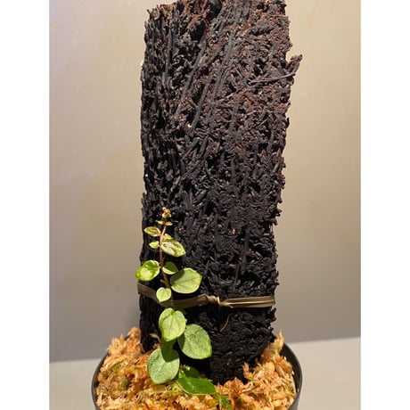 Ficus sp. from Aceh sumatera [LA0616-04]