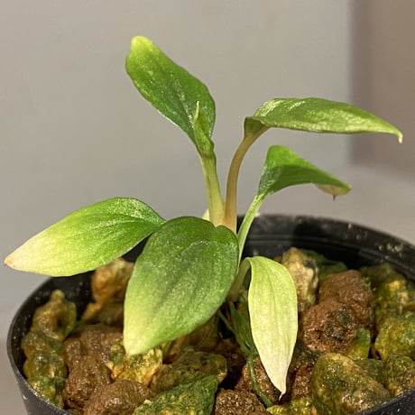Homalomena sp. from Solok sumatera [LA0315-2]