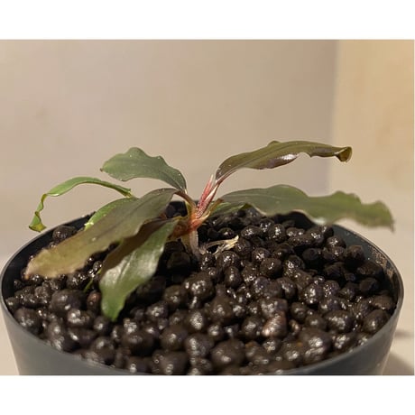 Bucephalandra sp. "AW No1" from Kalimantan barat [AZ0420-5]