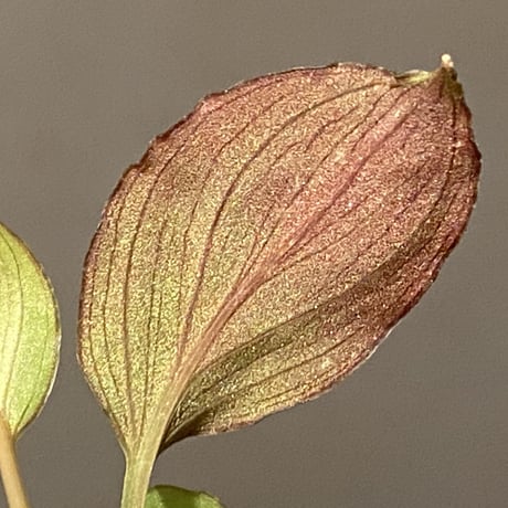 Homalomena sp. from Solok sumatera [LA0616-03]