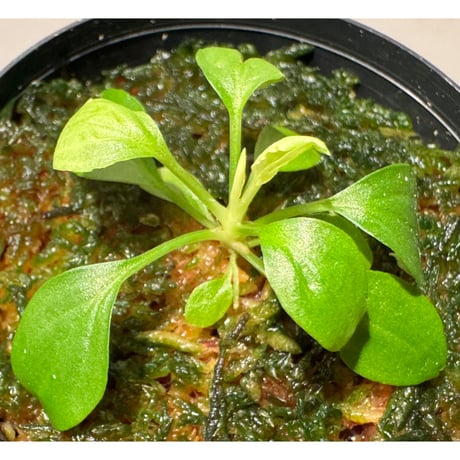 Homalomena sp. "Kayu Lapis" White Kal-barat [TB]