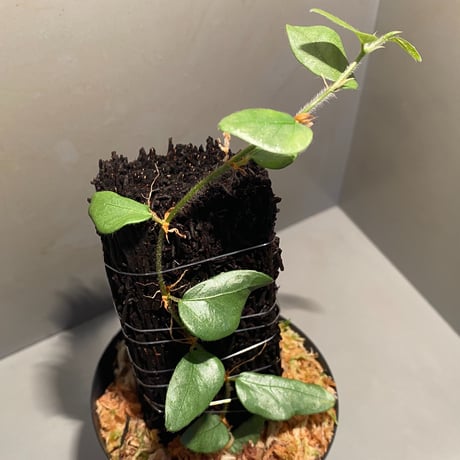 Ficus sp. from Murung raya [LA0515-05]