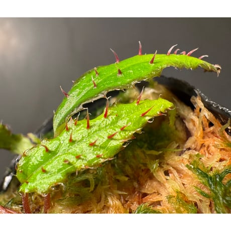 Begonia ambodiforahensis from Madagascar [LA0022-05z]