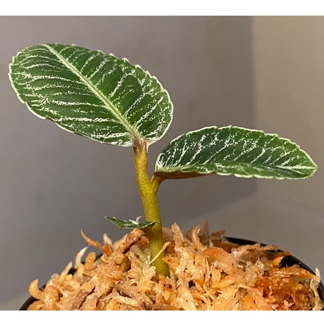 Ardisia sp. from Aceh Selatan [HW0816-03]