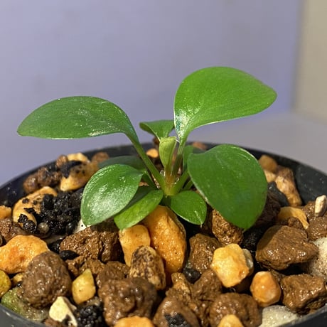 Homalomena sp. "Aceh selatan" Aceh Sumatra [TB]