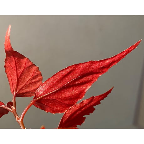Begonia sp. ぼっち株 from Julau [R1214-01b]