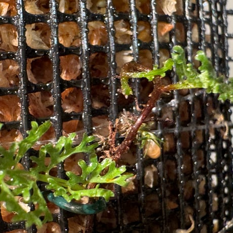 Lindsaea repens from Landak West Kalimantan