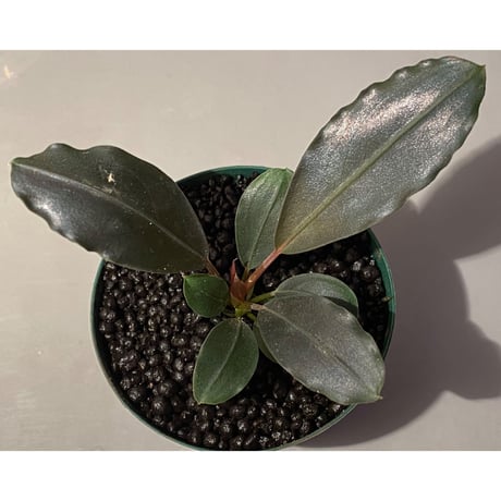 Bucephalandra sp. "Flamingo"