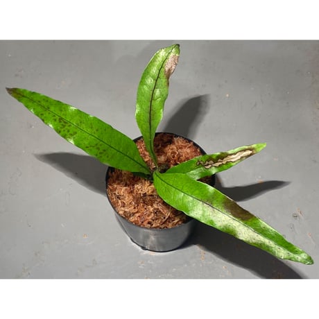 Microsorium sp. from Trat Thailand