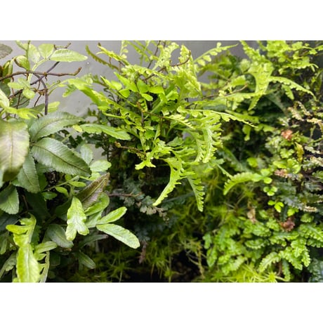 Teratophyllum aculeatum from Nanga pinoh [TB]