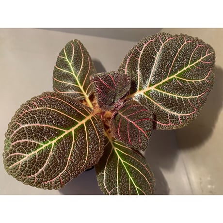 (大株) Pearcea hypocyrtiflora from Rio Napo Ecuador [tanakay] 赤葉脈