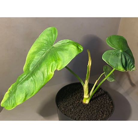 Philodendron sharoniae
