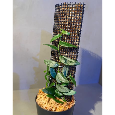 Ficus sp. from Mt. Besar
