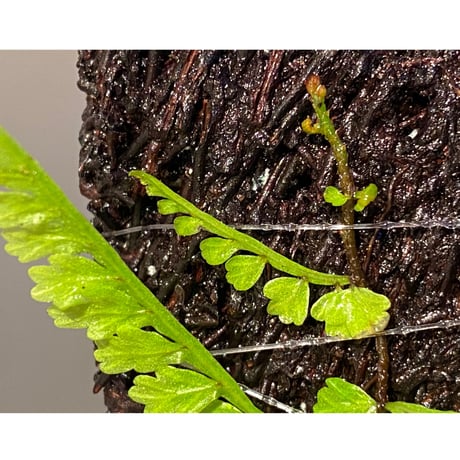Teratophyllum aculeatum from Nanga pinoh [TB]