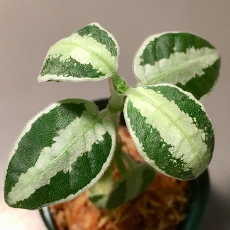 Argostemma sp. from Sanggau