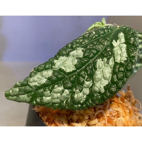 Elatostema sp. (Sri Lanka?)