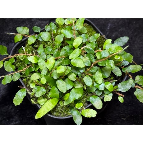 Microgramma heterophylla 伊藤蟻植物農園
