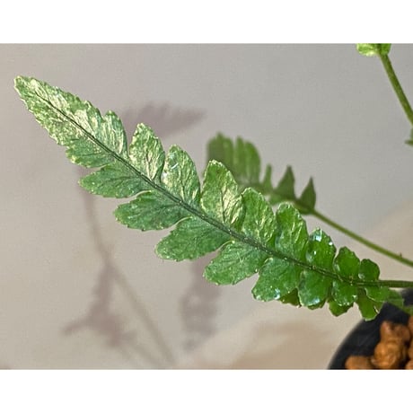 Blechnum obtusatum var. obtusatum from New Caledonia (固有種) ②