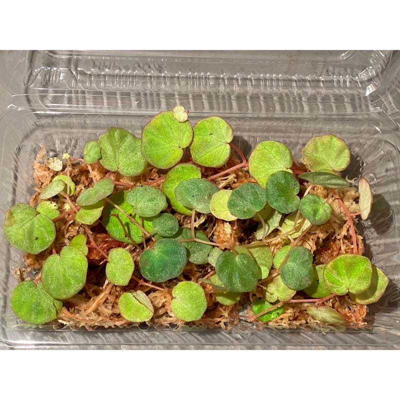 Begonia lichenora (sp.Mini) from Kalimantan Sar