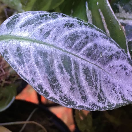 Acanthaceae gen. from Selangor alt 400 [TK050315]