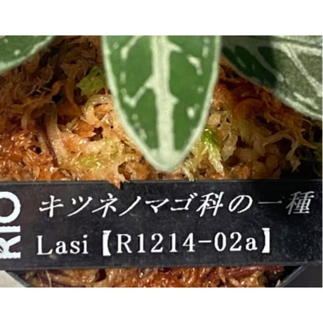 キツネノマゴ科の一種 from Lasi [R1214-02a]