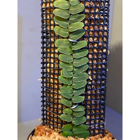 Marcgravia umbellata