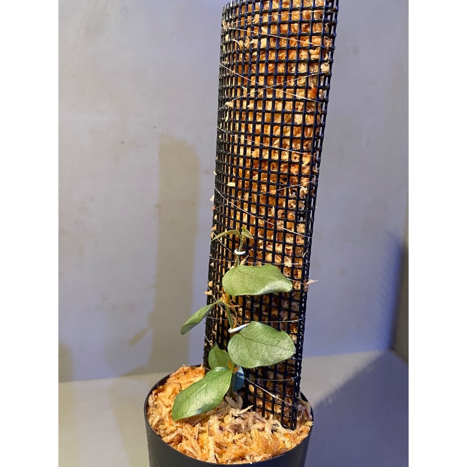 63d3c716622396063c8d4cac