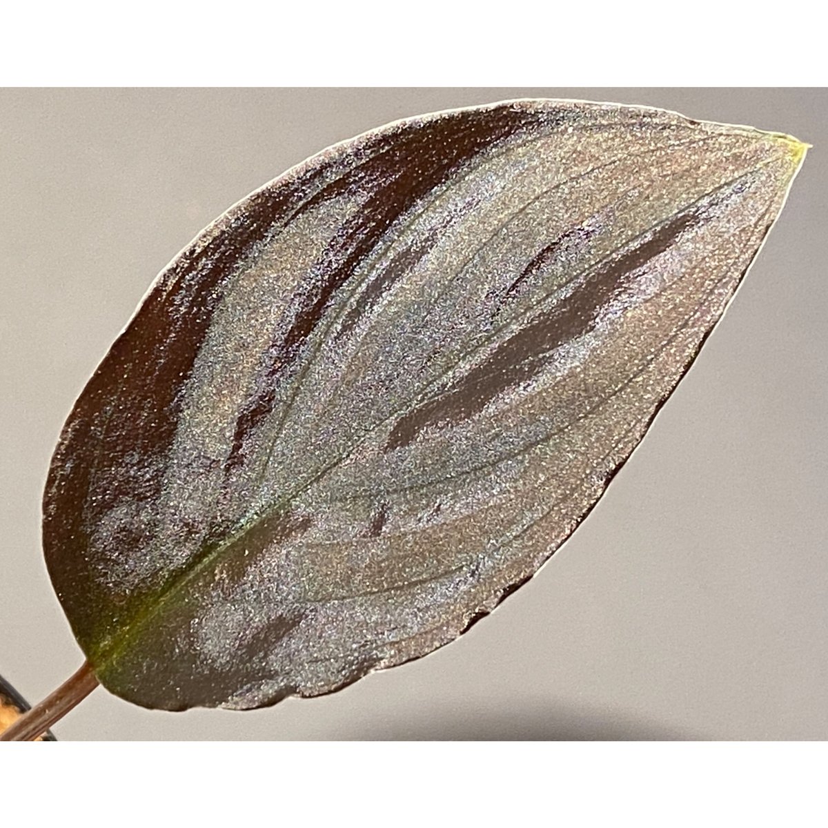 【正規タグ付き】Homalomena sp. \"Air Terjun 1\" Homalomena sp from Air terjun Resun P.Lingga【AZ0622-2】No1