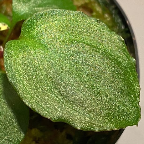 Homalomena sp. from Tambunan [TK200217]