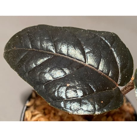 Pterisanthes sp. from Sidikalang [R0817-01c]