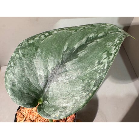 Scindapsus sp. from Kalimantan barat