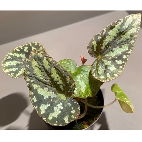 Begonia Variabilis from Dabong [TK150717]