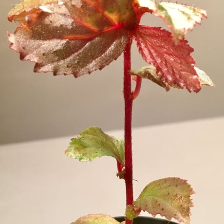 Begonia sp. from Tawau [TK071116-1]