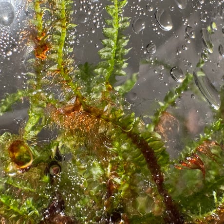 Taxiphyllum sp. from Lake Matano Sulawesi