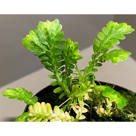 Selaginella sp. バリエガータ from "Nanga pinoh" [TB]